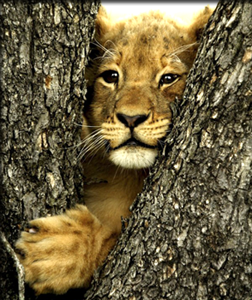 Curiosity